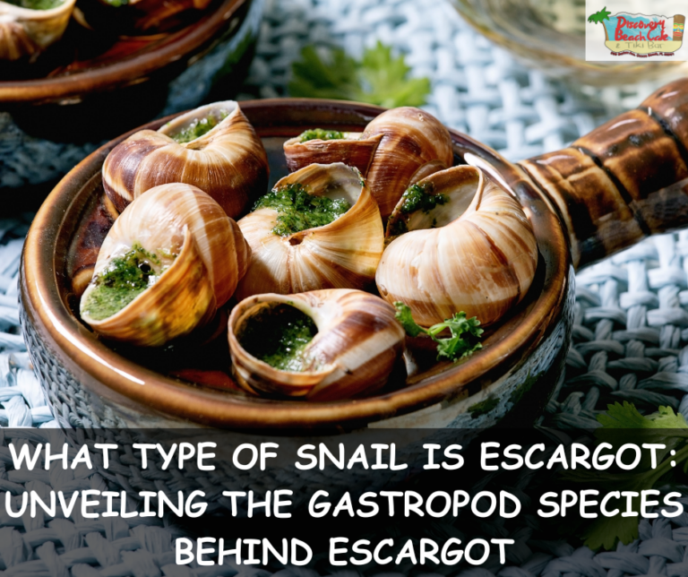 What Type of Snail Is Escargot: Unveiling the Gastropod Species Behind Escargot